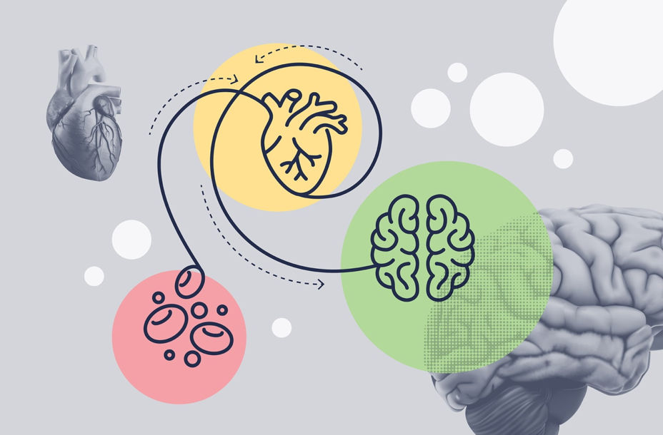 تبدیل سلول‌های بنیادی ضربان قلب به سلول‌های مغزی توسط دانشمندان